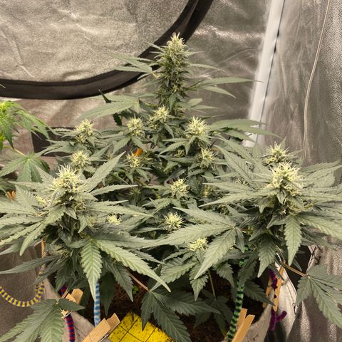 Auto Glueberry OG growlog timeline photo