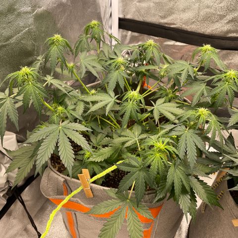 Auto Blackberry Kush growlog timeline photo