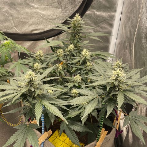 Auto Glueberry OG growlog timeline photo