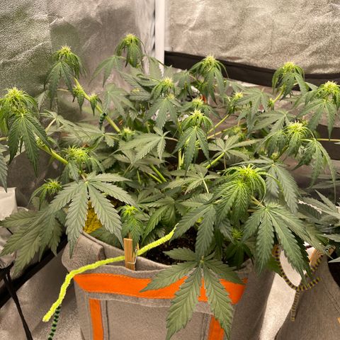 Auto Blackberry Kush growlog timeline photo