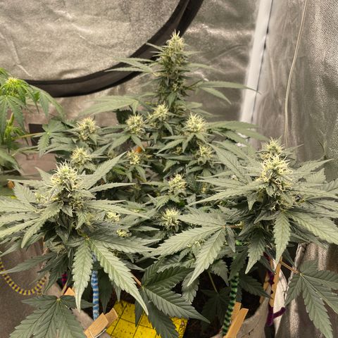 Auto Glueberry OG growlog timeline photo