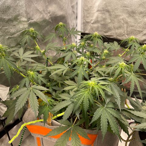 Auto Blackberry Kush growlog timeline photo