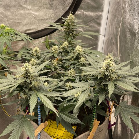Auto Glueberry OG growlog timeline photo