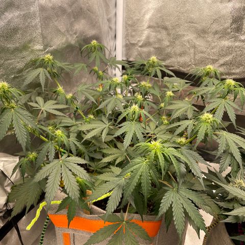Auto Blackberry Kush growlog timeline photo