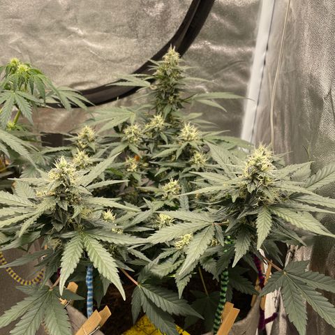 Auto Glueberry OG growlog timeline photo