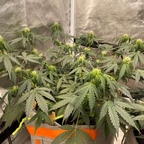 Auto Blackberry Kush growlog timeline photo