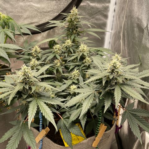 Auto Glueberry OG growlog timeline photo
