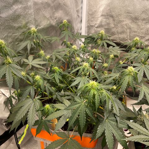 Auto Blackberry Kush growlog timeline photo