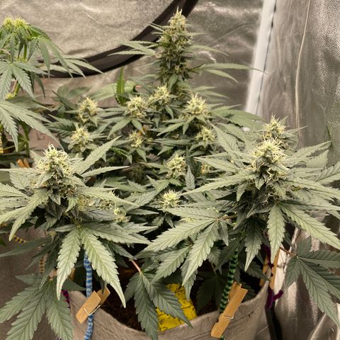 Auto Glueberry OG growlog timeline photo