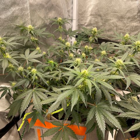 Auto Blackberry Kush growlog timeline photo