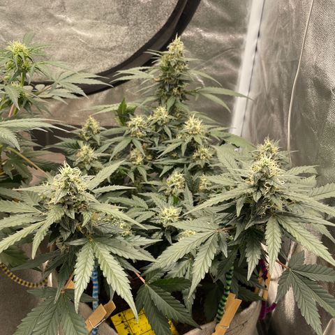 Auto Glueberry OG growlog timeline photo
