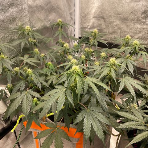 Auto Blackberry Kush growlog timeline photo