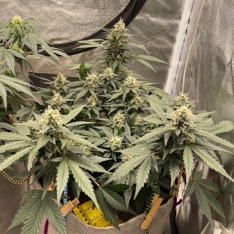 Auto Glueberry OG growlog timeline photo