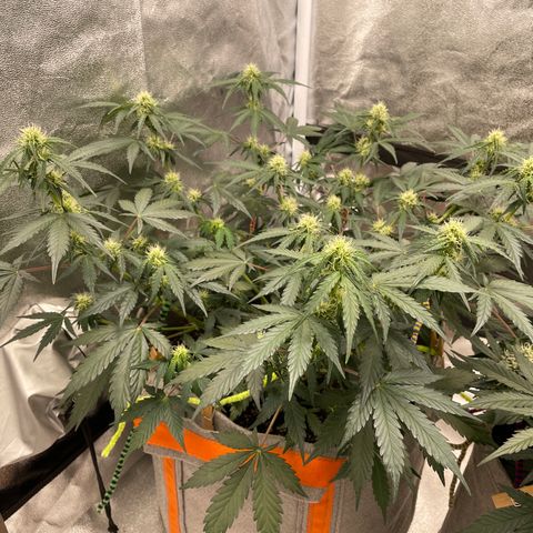 Auto Blackberry Kush growlog timeline photo