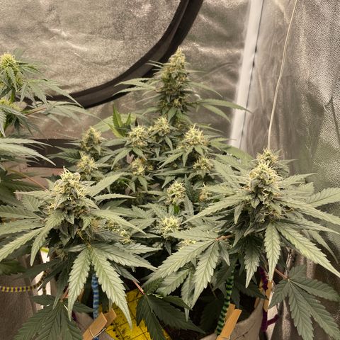 Auto Glueberry OG growlog timeline photo