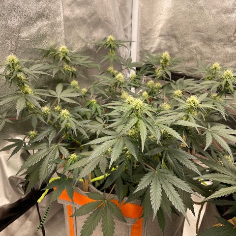 Auto Blackberry Kush growlog timeline photo