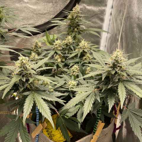 Auto Glueberry OG growlog timeline photo