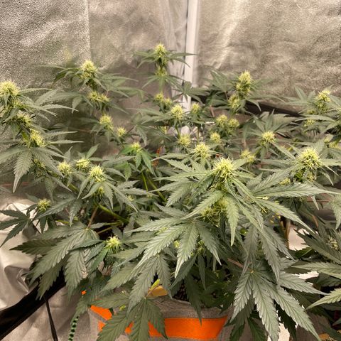 Auto Blackberry Kush growlog timeline photo