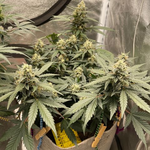 Auto Glueberry OG growlog timeline photo