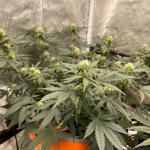 Auto Blackberry Kush growlog timeline photo