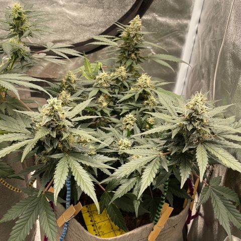 Auto Glueberry OG growlog timeline photo