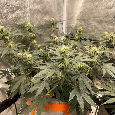 Auto Blackberry Kush growlog timeline photo