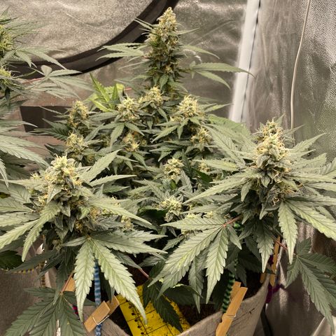 Auto Glueberry OG growlog timeline photo