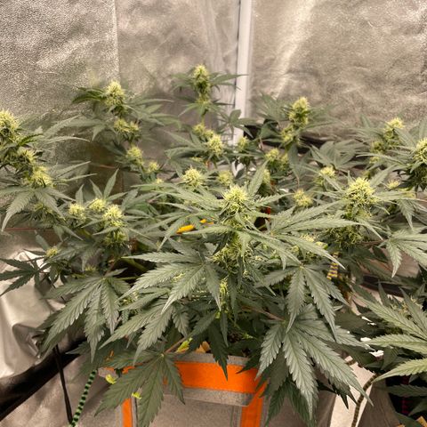 Auto Blackberry Kush growlog timeline photo