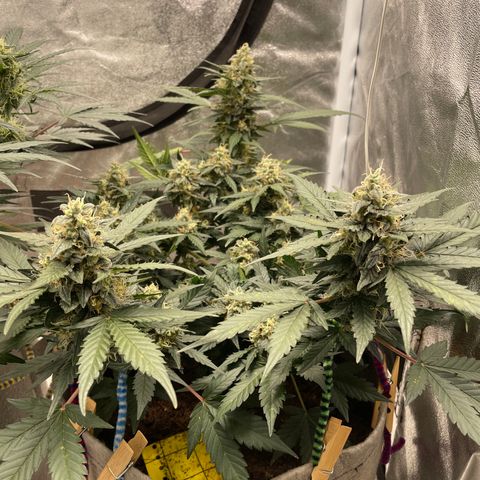 Auto Glueberry OG growlog timeline photo
