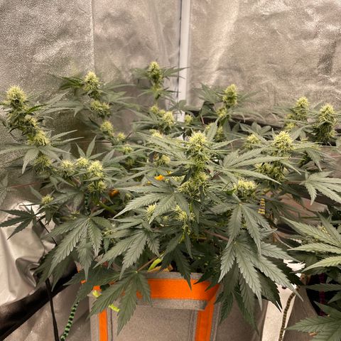 Auto Blackberry Kush growlog timeline photo
