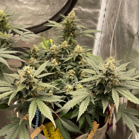 Auto Glueberry OG growlog timeline photo