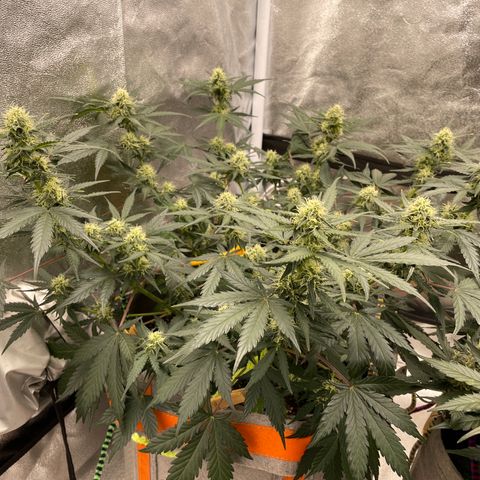 Auto Blackberry Kush growlog timeline photo