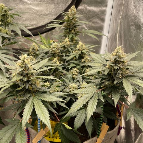 Auto Glueberry OG growlog timeline photo