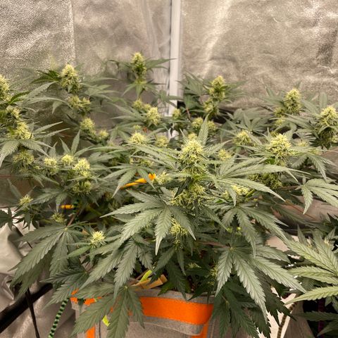 Auto Blackberry Kush growlog timeline photo