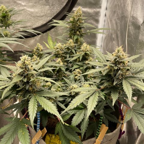 Auto Glueberry OG growlog timeline photo