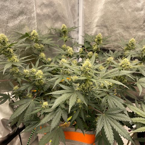 Auto Blackberry Kush growlog timeline photo