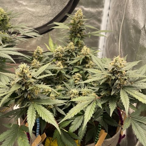 Auto Glueberry OG growlog timeline photo