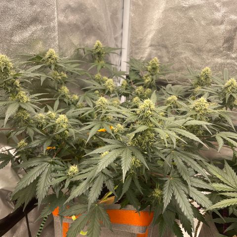 Auto Blackberry Kush growlog timeline photo