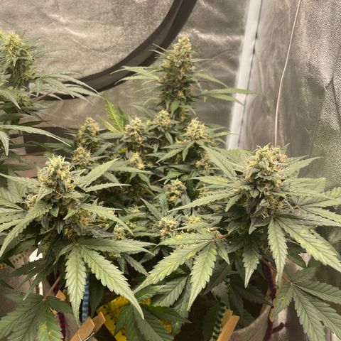 Auto Glueberry OG growlog timeline photo