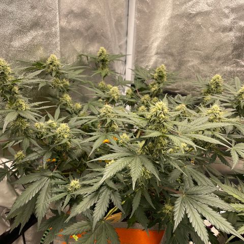 Auto Blackberry Kush growlog timeline photo