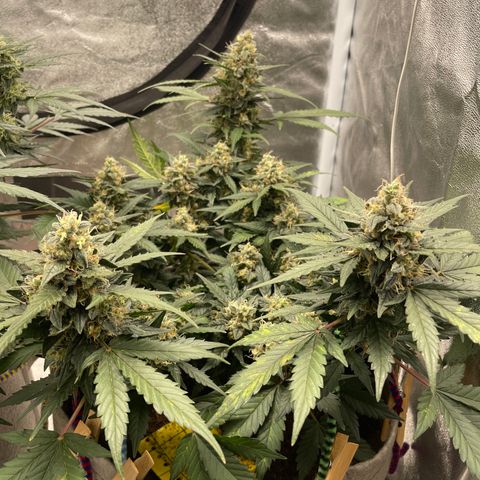 Auto Glueberry OG growlog timeline photo