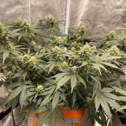 Auto Blackberry Kush growlog timeline photo