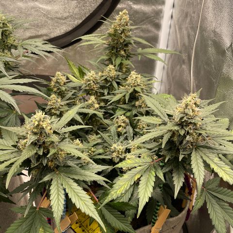 Auto Glueberry OG growlog timeline photo