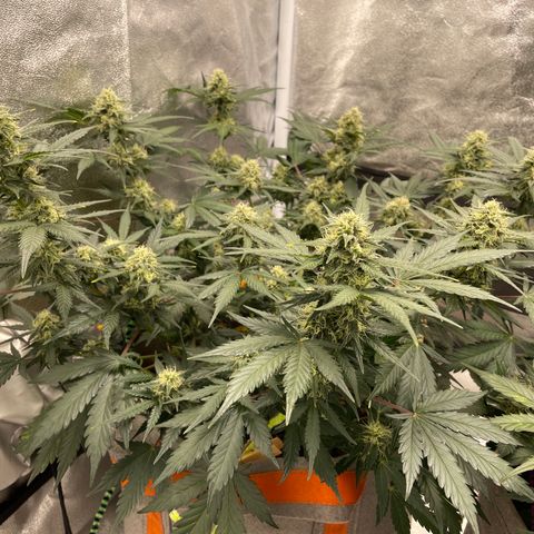 Auto Blackberry Kush growlog timeline photo