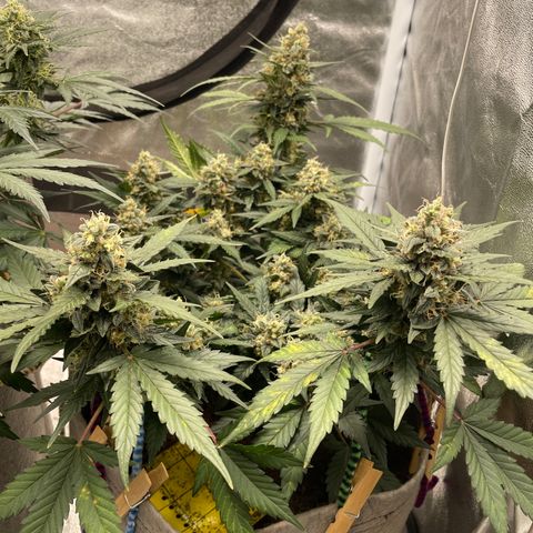 Auto Glueberry OG growlog timeline photo