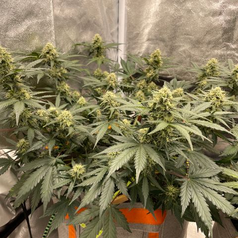 Auto Blackberry Kush growlog timeline photo