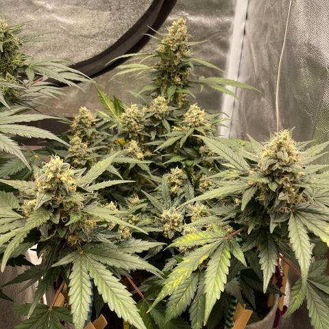 Auto Glueberry OG growlog timeline photo