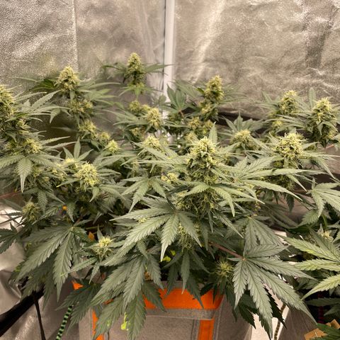 Auto Blackberry Kush growlog timeline photo