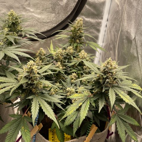 Auto Glueberry OG growlog timeline photo