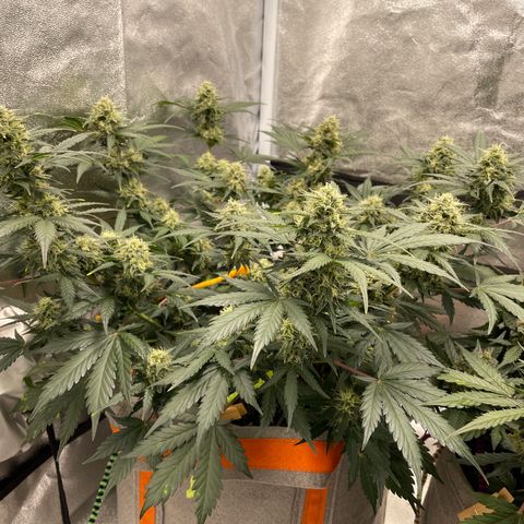 Auto Blackberry Kush growlog timeline photo
